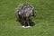 American Rhea, rhea americana, Female standing on Nest, with Eggs