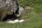 American Rhea, rhea americana, Female standing on Nest, with Eggs