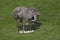 American Rhea, rhea americana, Female standing on Nest, with Eggs