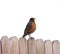 American Robin