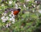 American robin