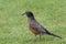 American Robin