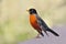 American Robin