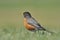 American Robin