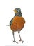 American Robin