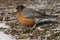 American Robin