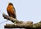 American robin