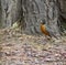 American Robin