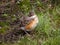 American Robin