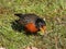 American Robin