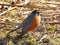 American Robin arrives in early springtime