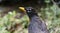 American Robin bird close up , Georgia USA