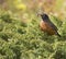 American Robin bird with Juniper berry