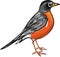 American Robin bird Vector illustration