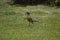 American Robin Bird with worms in mouth hops on green grass lawn