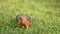 American Robin Catching Worms