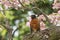 American robin on cherry blossom background