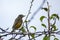 American Robin Chick