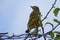 American Robin Chick