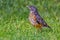 An American robin chick young bird on green grass