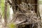 American Robin chicks in the nest.