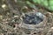 American Robin Chicks in Nest