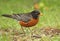 American Robin closeup