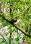 An American Robin, considered one of the first signs of spring, perches in a tree