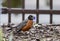 An American Robin With a Dirty Bill