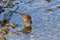 American Robin drinking from a river