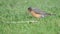 American Robin Eating