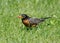 American robin eating berry