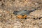 American Robin eating a worm