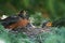 American Robin Family