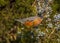 American Robin Feasting in Juniper Tree