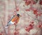 American robin feeding in berry tree