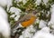 American Robin Feeding in Winter Junipers