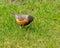 An American Robin finds and eats a worm