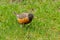 An American Robin finds a worm