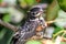 American Robin Fledgling