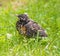 American robin fledgling in green grass