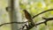 American Robin in forest with beak full of bugs