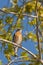 American robin framed in a beautiful spring setting in a tree