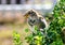 American Robin having a Dogwood berry snack