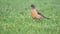 American Robin Hunting