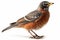 American Robin isolate on white background