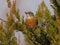 American Robin in Juniper Tree