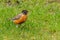 American Robin looking for food