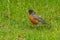 American Robin looking for food