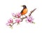 American robin on magnolia tree branch. Watercolor illustration. Hand painted american robin with blooming magnolia